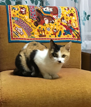 美人な三毛猫ちゃん