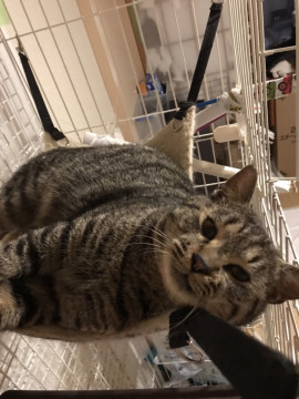人慣れ抜群の成猫の里親募集