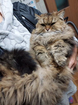 マンチカンそれともタヌキ?