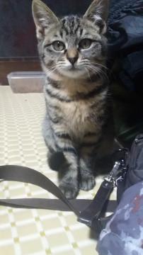 自信なさげなお顔の子猫ちゃん