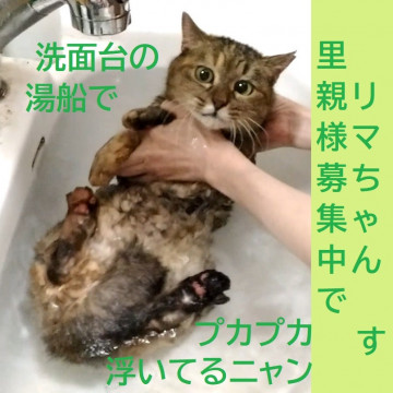 信頼度世界№１　里親様と猫が主役のご縁組