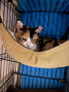艶っぽい綺麗な三毛猫みーさん