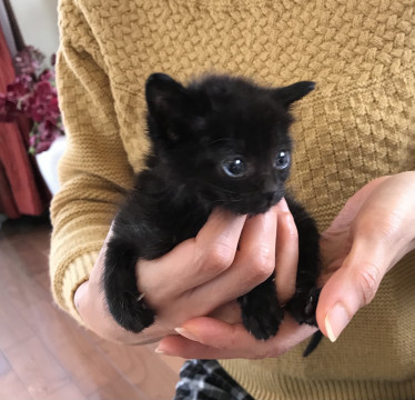 つぶらな瞳黒猫生後1ヶ月