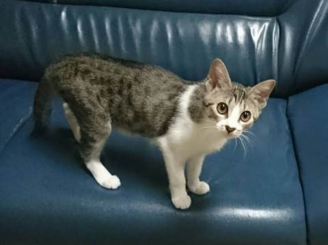朝日◆お鼻がハートでカギしっぽ