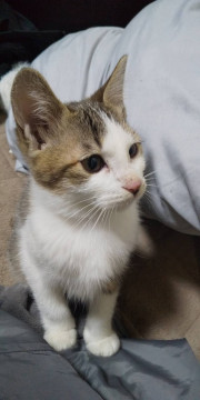 物置で野良猫出産の為子猫里親募集