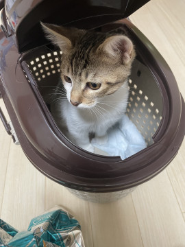 可愛いオス猫くん