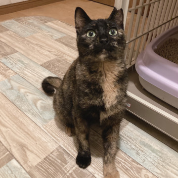 甘えん坊❤️オモロ可愛いサビ猫サマンサ
