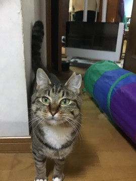 人馴れキジ白ちゃん