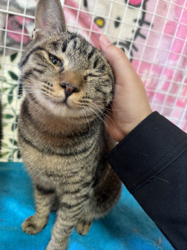 可愛い甘えん坊のキジ虎ちゃん