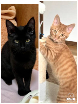 5ヶ月の子猫兄妹2匹一緒に