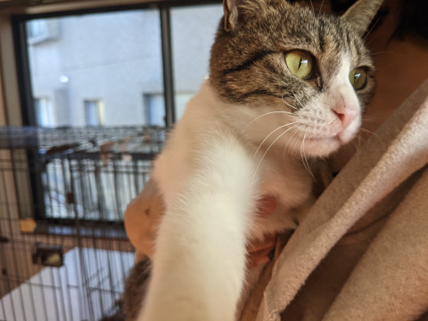 甘えん坊♡避妊済!メス猫ちゃん☆