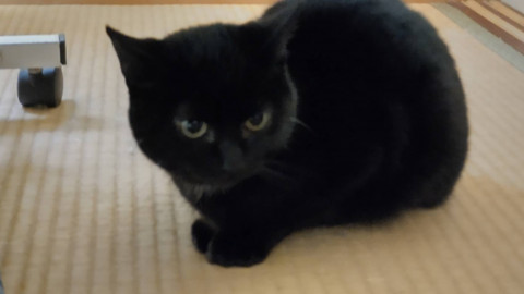 丸顔の黒猫男子