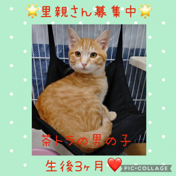 おっとり可愛い茶トラくん