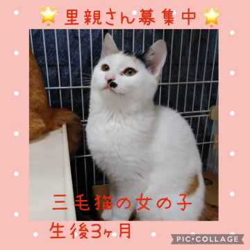 前髪素敵シリーズ✨三毛猫なんです