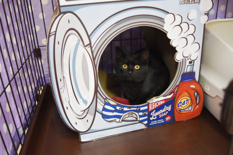 食いしん坊黒猫君