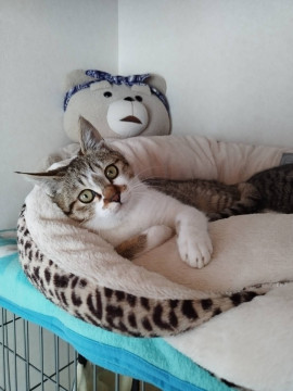 甘えん坊のキジ白ちゃん