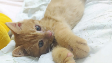 飼いやすさ抜群!人が大好き茶トラ君