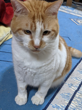 元気一杯♡オス猫ちゃん