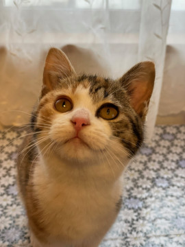 まる顔三毛猫 里親さん募集