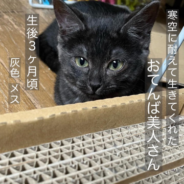 【生後3カ月~】灰色のおてんば美人さん