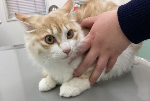 長毛ふわふわの兄弟子猫