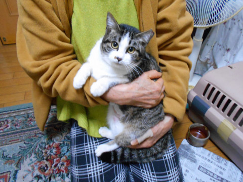 甘えん坊の子猫ちゃん