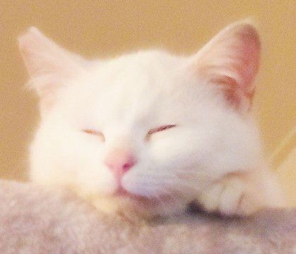 お家猫修行中のフュンちゃん