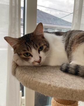 イケメン甘えんぼ　まころん