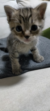キジトラの子猫ちゃん