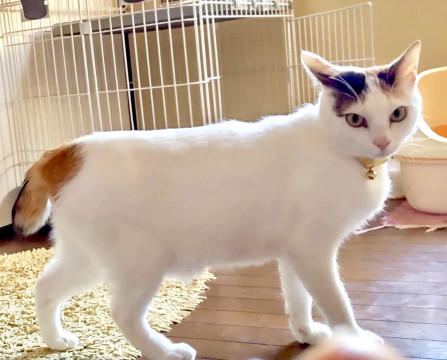 目がパッチリとした白ミケちゃんです