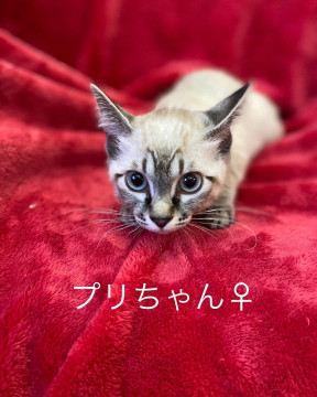 バラエティ兄妹