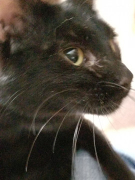 かわいい黒猫ちゃん