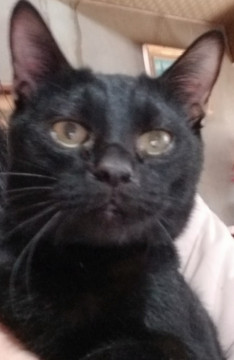 イケメン黒猫さま