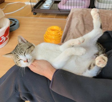 猫と暮らす喜びを最大限に感じられる子です