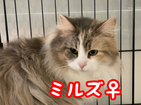 ノルウェー ミルズ