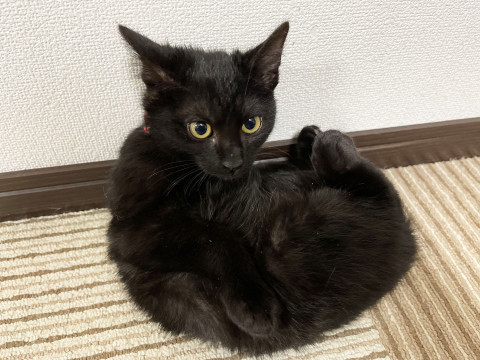 ４ヶ月メス　甘えん坊でキュートな黒猫