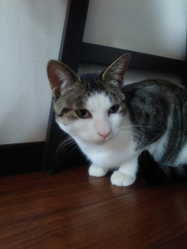 甘えん坊のキジ白ちゃんです