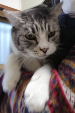 飼い主施設入所、お家がなくなったサバ白君