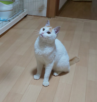 う◯こが人間サイズの丸男くん