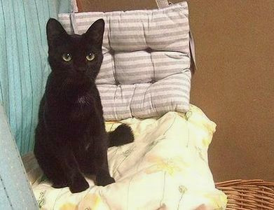 穏やか美形黒猫君