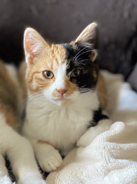 美人な三毛猫さん