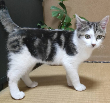 雪降る前に保護されたアメショー柄ぽい子猫