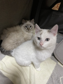 かわいいオス猫兄弟♡