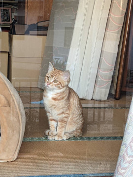 茶トラ。5か月のミー。