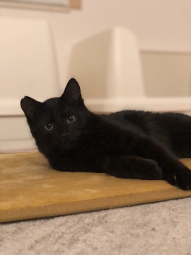 黒猫ロックくん