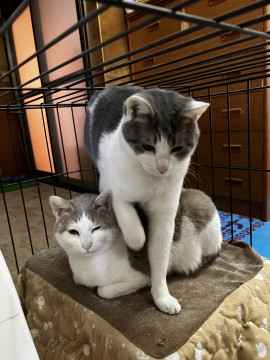 急募 姉妹猫 一歳半