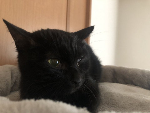 穏やかな黒猫ちゃん