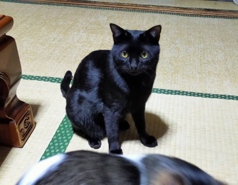とっても甘えん坊の黒君