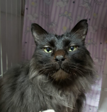 寂しがり屋の甘えん坊、長毛黒猫のくろさん