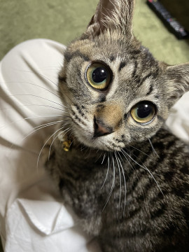 クリクリお目目のビビリちゃん